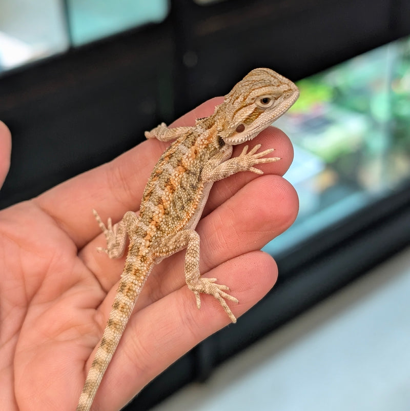 Lizard - Bearded Dragon - Regular Baby