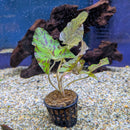 Sri Lanka Potted Nymphaea lotus