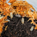 Isopod - Armadillidium nasatum - Quartz (12+ count)