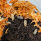 Isopod - Armadillidium nasatum - Quartz (12+ count)