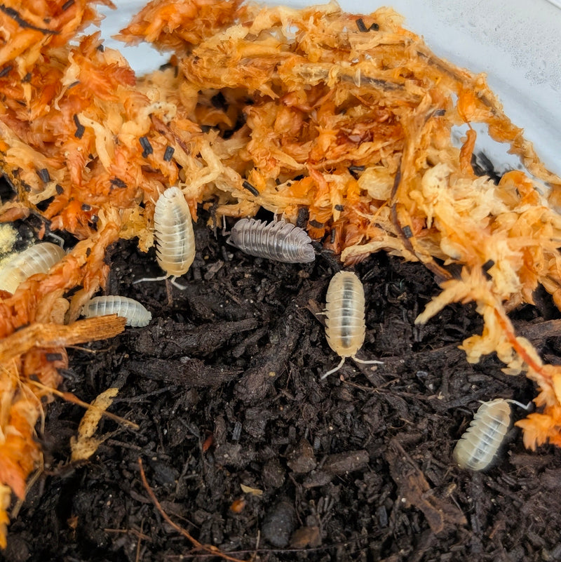 Isopod - Armadillidium nasatum - Quartz (12+ count)
