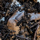 Isopod - Cubaris sp - Pak Chong (6+ count)