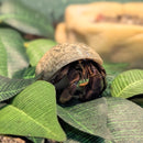 Crab - Purple Land Hermit