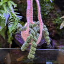 Hanging Plant - Handmade Crochet Mini (20cm)