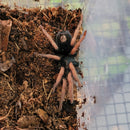 Tarantula - Dwarf Pink Leg