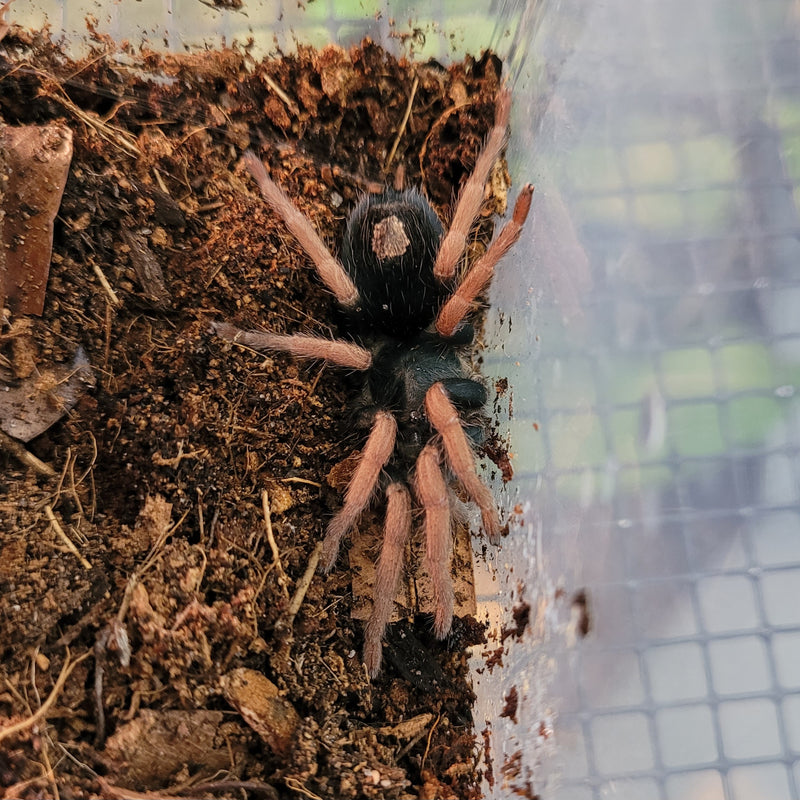 Tarantula - Dwarf Pink Leg