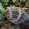 3D Printed - Centipede Dark Brown (30cm)