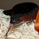 Snake - King - Mexican Black