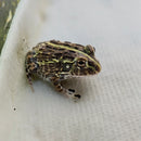 Amphibian - Frog - Pixie