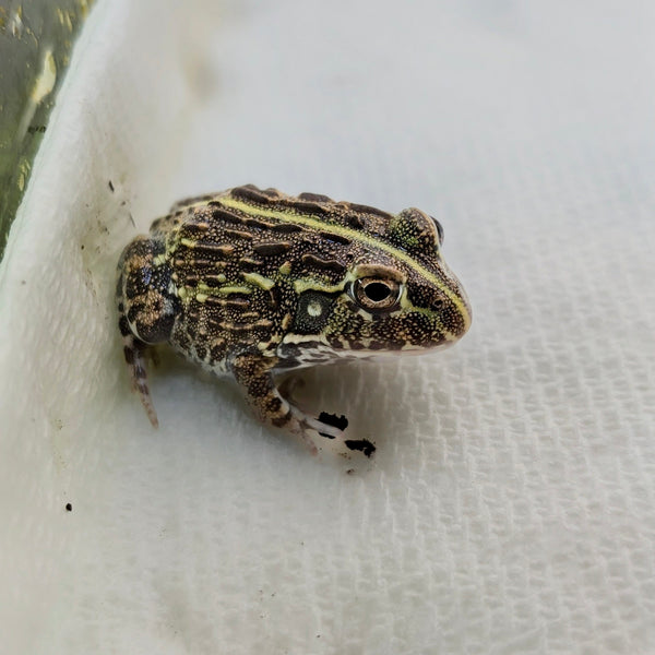Amphibian - Frog - Pixie