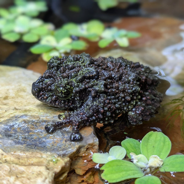 Amphibian - Vietnamese Mossy Frog