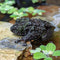 Amphibian - Vietnamese Mossy Frog