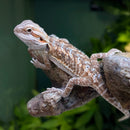 Lizard - Bearded Dragon - Regular Baby (Imperfect)
