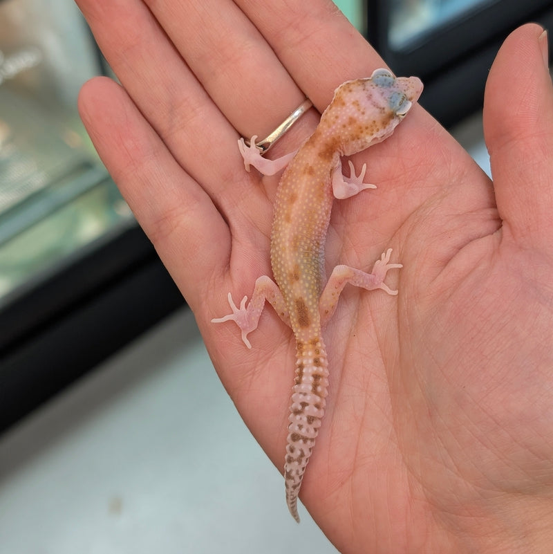 Lizard - Gecko - Leopard Lemon Leucistic