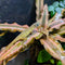 Lizard - Anole - Blue Eye