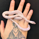 Snake - Corn -  Palmetto (Bug Eye)