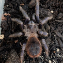 Tarantula - Brazilian Blue Female