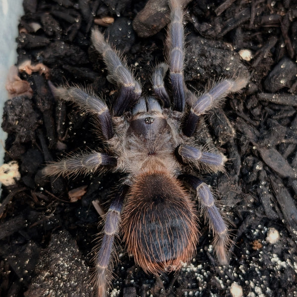 Tarantula - Brazilian Blue Female
