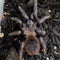 Tarantula - Brazilian Blue Female