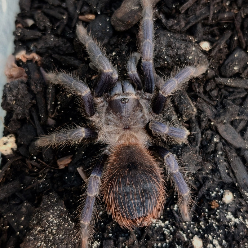 Tarantula - Brazilian Blue Female