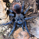 Tarantula - Brazilian Blue Female