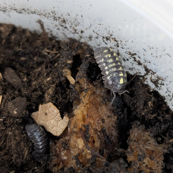 Isopod - Armadillidium vulgare - Wild Type (12+ count)