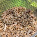 Snake - Plains Hognose - Conda Female