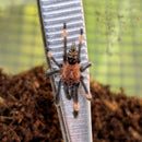 Tarantula - Venezuelan Suntiger