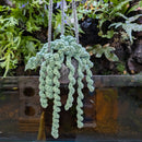 Hanging Plant - Handmade Crochet Large (55cm)