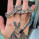 Snake - King - California High White