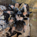 Tarantula - Mexican Red Leg (emilia) Female