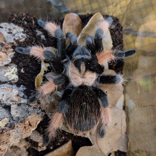 Tarantula - Mexican Red Leg (emilia) Female