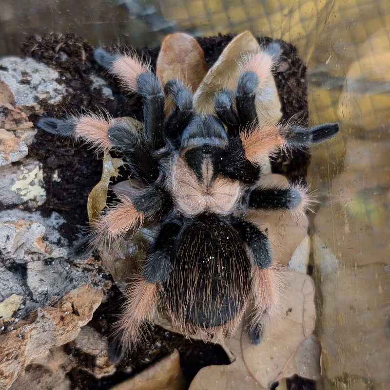 Tarantula - Mexican Red Leg (emilia) Female