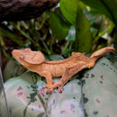 Lizard - Gecko - Crested (Imperfect)