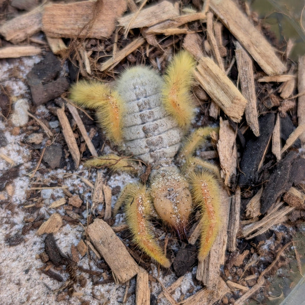 Spider - Camel Sun Striped