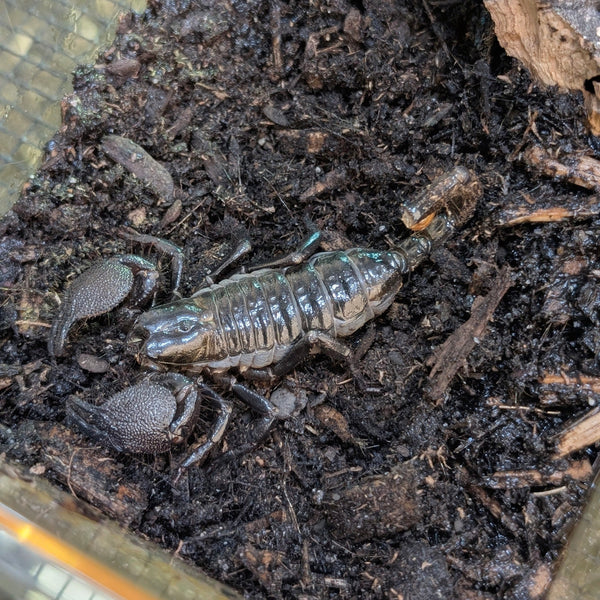 Scorpion - Emperor