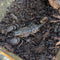 Scorpion - Emperor