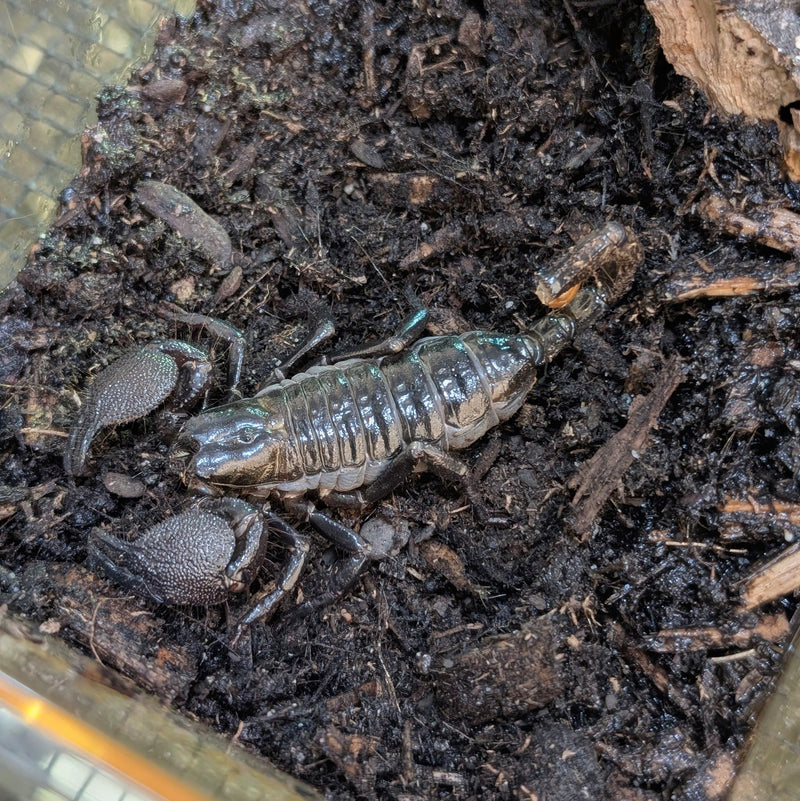 Scorpion - Emperor