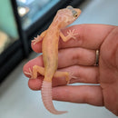 Lizard - Gecko - Leopard Lemon Leucistic