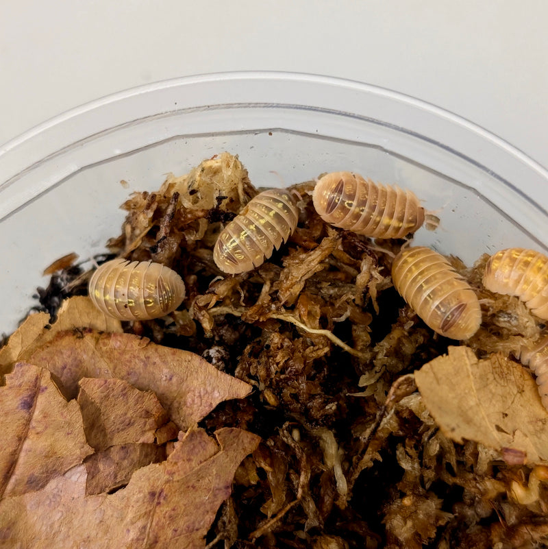 Isopod - Armadillidium vulgare - Albino T+ (12+ count)