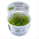 1-2-Grow! Leptodictyum riparium