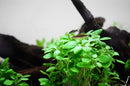 1-2-Grow! Lobelia cardinalis 'Mini'