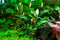 1-2-Grow! Bucephalandra pygmaea Bukit Kelam