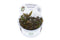 1-2-Grow! Cryptocoryne wendtii Mi Oya