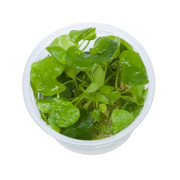 1-2-Grow! Nymphoides hydrophylla Taiwan*