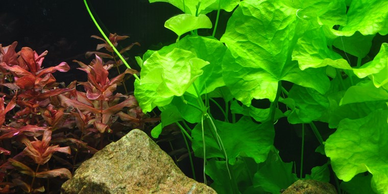 1-2-Grow! Nymphoides hydrophylla Taiwan*