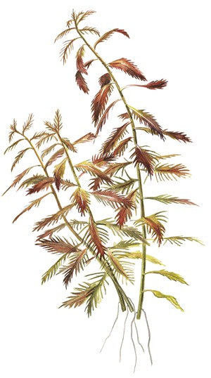 1-2-Grow! Proserpinaca palustris 'Cuba'