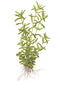 1-2-Grow! Rotala rotundifolia 'Green'