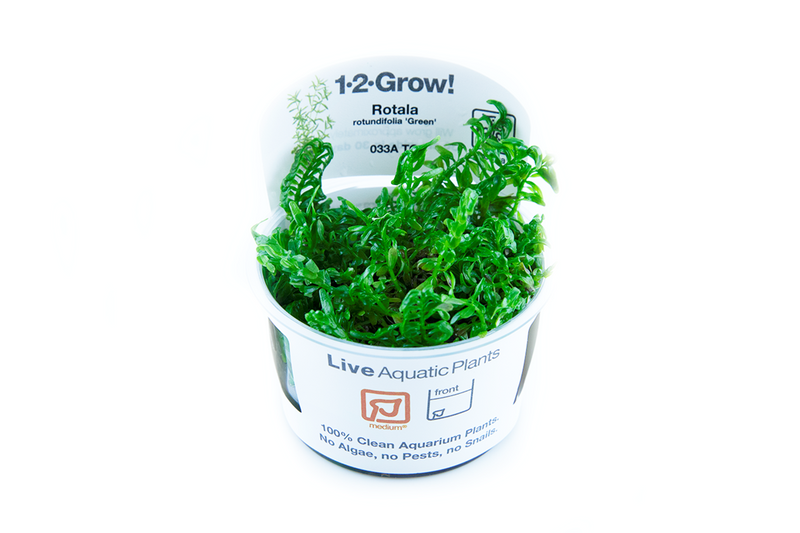 1-2-Grow! Rotala rotundifolia 'Green'