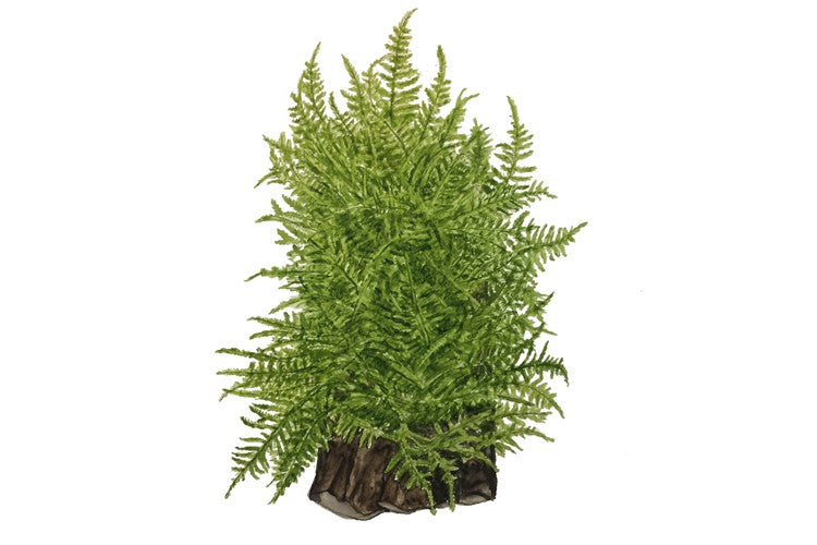 Tropica 1 2 Grow Taxiphyllum 'Taiwan Moss'